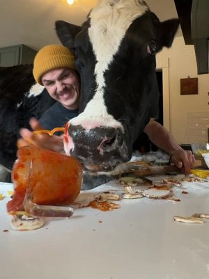 Trying to make pasta Really Philly Good with @Philly Cream Cheese and Bruce! #cow #brucethecow #farm #animals #ReallyPhillyGood