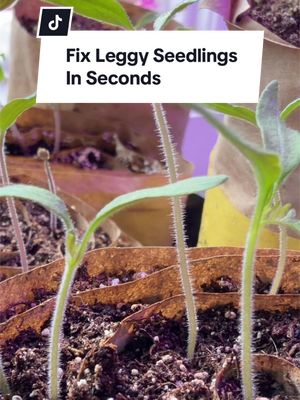 This trick will fix your leggy seedlings in seconds!  #seedlings #tomatoseedlings #gardeningtips #gardeninghacks #gardening 
