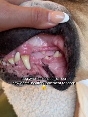 the proof is in the teeth ✨ if your dog struggles with bad breath or bad plaque build up, we created a supplement unlike any other to help your dog.  #doghealth #dogfood 