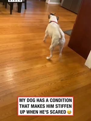 He identifies as a goat 😅 (🎥: IG/ T.llaurenn via Collab) #funnyvids #pets #dogs
