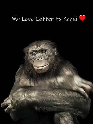 Kanzi was an intelligent, expressive, and incredibly communicative bonobo who revealed so much about the species. He sadly passed away last year, but @Joel Sartore never forgot his encounter with him. Learn more about Kanzi and what researchers learned from him at the 🔗 in bio.   We’re celebrating 20 years of the National Geographic #PhotoArk, an audacious project documenting the world's incredible biodiversity and highlighting the importance of conservation through photography. Which animal do you want to see next?
