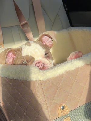 #dogseating #dogmusthaves 