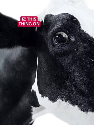 loadin…ur new favarite cowtent creator #eatmorchikin 