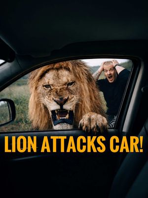 Dexter attacked the car!😳Check out the new Video on youtube!🦁 Link in Bio❗️ What would you do in this situation?