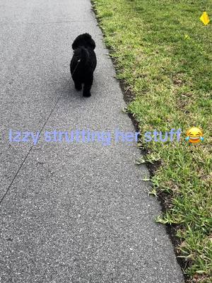 Izzy on her walk this morning.  It was 46 degrees this morning.  🥶 #yorkipoosoftiktok #floridalife #cold #MarchMadness 