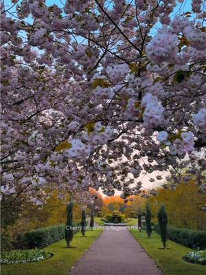 It's cherry blossom season in London 🌸🌷 📍English Gardens, Regent's Park #visitlondon #springinlondon 