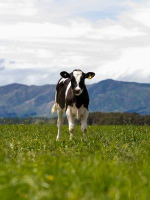 The grass is greener…in New Zealand. 🐄Known for its high global standards 🐄Cows graze outdoors nearly year-round, up to 3× longer than typical U.S. farms 🐄 Their diet is up to 8× more grass — not grain-heavy industrial feed Come with us to visit where it all starts.