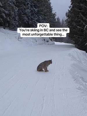Pinch me moment.... 🐾  Mid ski run at @RED Mountain Resort when two wild lynx appear in the snow. The kind of unexpected wildlife moment that makes skiing in BC unforgettable. #explorebc #wildlife #skitok #britishcolumbia #fyp @KootRocks 