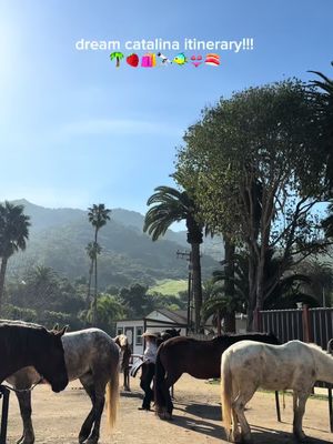 #catalina #catalinaisland #travel #itinerary #traveltips 