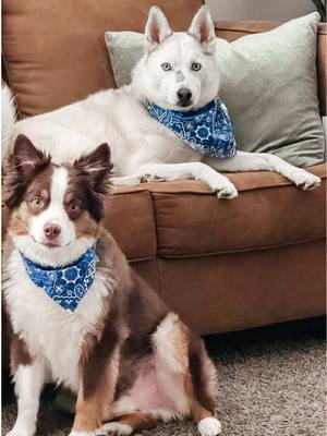 These are my dogs, Arlo and Ghost 🐺🐶 They’re part of our family, so their daily care matters to me too. I’ve added ProBright® Advanced from @PetLab Co. to their routine — just sprinkle it on food, no toothbrush needed. It helps support healthy teeth & gums while keeping dog breath fresh. Could your dogs use this in their routine? #petlabco #ad