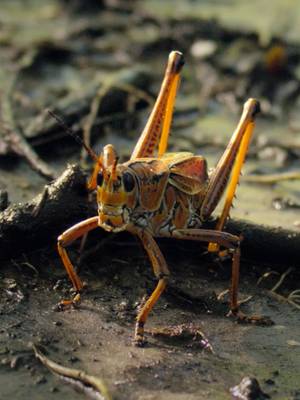 Unhurried. Unfazed. The eastern lubber, the largest grasshopper in the United States, moves through the Everglades knowing few predators will dare to try. 🦗🌿 🎥: #NationalParksUSA