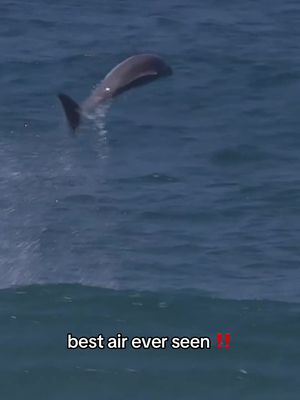 🐬 #Dolphin #Nature #Dolphins #Wave