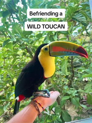 Nothing could have prepared me for what was the most unlikely friendship of my life: I woke up expecting a normal morning, but this wild toucan had other plans for us..  This happened in Bocas Del Toro in Panama 🇵🇦 I can’t believe how beautiful he was up close. Something that sticks with you forever. . . #toucan #animalencounters #onceinalifetime 