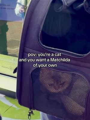 Cats deserve plushies and cosies too 🐱