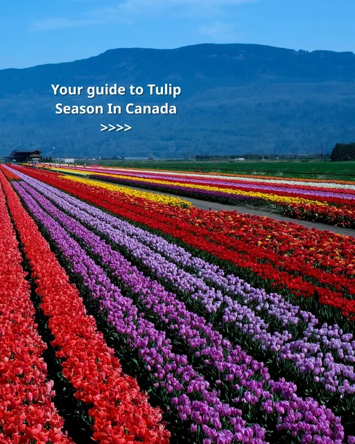 The first day of spring means tulip season is on its way! 🌷 Have you visited any of these Canadian tulip destinations? #Spring #Canada #WestJet Le premier jour du printemps signifie que la saison des tulipes approche! 🌷 Avez-vous visité l’une de ces destinations canadiennes réputées pour leurs tulipes? #Printemps #Canada 