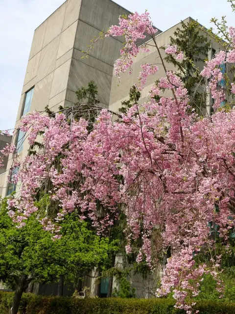 Manifesting this weather ASAP. 🤞 #UofGuelph #FirstDayOfSpring #Spring