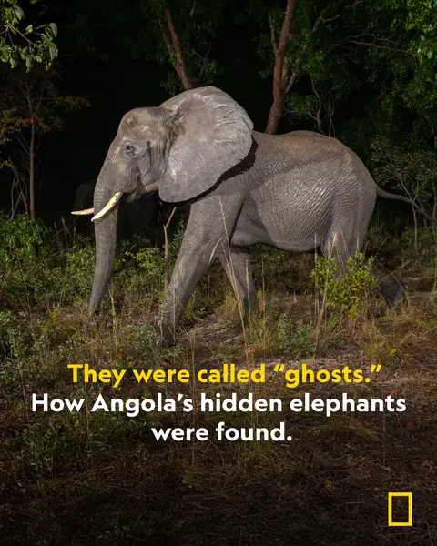 Every track, every fragment, every clue could reshape what we believe. As Werner Herzog follows National Geographic Explorer Dr. Steve Boyes on a search for elusive “ghost elephants,” each discovery brings myth and science closer together—highlighting the urgent need to protect these animals and the fragile ecosystem they call home. Photos 1-3 by Jasper Doest. #GhostElephants