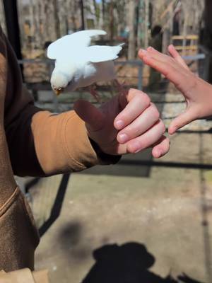We had an absolute blast at the Sylvan Heights Bird Park! We even had the opportunity to make some new friends! Check out this clip from one of our fine feathered friends. But be careful... she nibbles.