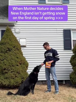 Got a little spring in our step today 🌺  #dogsoftiktok #dogtok #wellnesspetfood 
