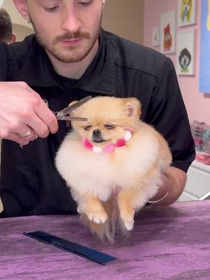 The SMALLEST POM! . #dogs #doggrooming #dogsbylogan