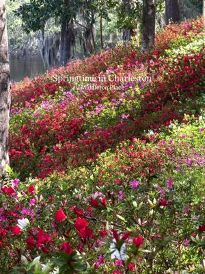 Springtime in Charleston at Middleton Place 🌸🌿 Azaleas are beginning to bloom across the gardens, and it looks like peak bloom will be arriving very soon. This is one of the best times of year to visit Middleton Place, with vibrant colors throughout the landscape and views along the Ashley River under the oaks. Located just outside of downtown Charleston, Middleton Place is known for having some of the oldest landscaped gardens in the country, making it a must-visit during spring in the Lowcountry. If you’re planning a trip or looking for things to do in Charleston this spring, Middleton Place is well worth adding to your list 🌺