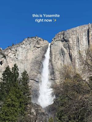 Yosemite as of March 2026 is absolutely amazing. The waterfalls are BUSSIN’ and the crowds are low.  Now is the time to go 👏 #yosemite #yosemitefalls #yosemitenationalpark #yosemitevalley #bridalveilfalls 