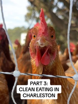 Clean Eating in Charleston: Part 3 🥩🐓🥚🥕 If you’re trying to eat cleaner in Charleston, getting high quality, pasture-raised meat can feel… impossible. But places like Chucktown Acres make it so easy!!! They raise grass fed & grass finished beef, forested pork, pasture-raised chicken, and soy free eggs! All moved daily to fresh pastures for healthier animals, healthier soil, and better quality meat. And the easiest part? You can get boxes of meat and eggs delivered straight to your door. Steaks, bacon, chicken, ground beef, fresh eggs… all from their farm, ready for your family without any overthinking. They also have a farm store open on Fridays and Saturdays if you want to shop in person! If you’re trying to eat cleaner and actually know where your food comes from… this is a place you need to know about. I’m on a mission to find the best clean food spots around Charleston, so if you have a favorite, tell me in the comments! ⤵️ Follow along because this series is just getting started! #pastureraised #cleaneatinghabits #supportlocalfarms #regenerativefarming #charlestonsc 