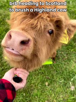 If you're looking for a sign to travel to Scotland, this coo-uld be it 😉🪮 Brushing a baby Highland cow should be on everyone's list! 🥹 📍 Fogwatt, Moray Speyside 🎥 IG/birkenbraehighlands #Coosday #HighlandCow #Scotland #VisitScotland