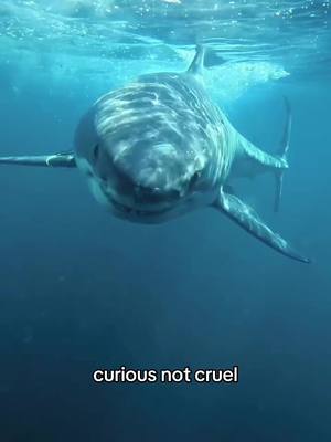 Jaws has done irreparable damage to these guys reputation. - #sharks #greatwhite #apex #ocean #nature