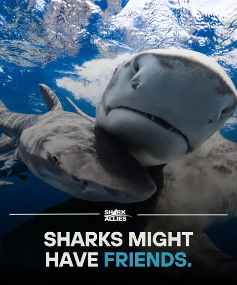 A six-year study of 184 bull sharks in Fiji conducted by Exeters Centre for Research in Animal Behavouir has found they don't just gather randomly; they form preferred social connections and repeatedly associate with certain individuals. These patterns suggest sharks may build relationships that help them learn, find food, and avoid conflict. In other words, some sharks have besties! #freinds #sharks #dogs #animalbehavior #bff
