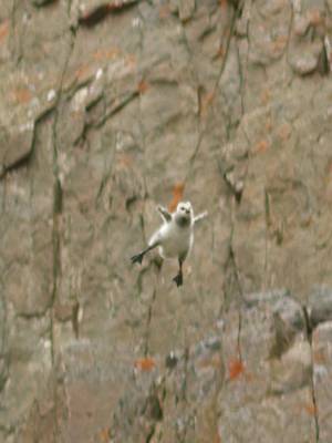 Barnacle geese breed in the mountains, safe from predators but far from food. The problem? Chicks need to eat within 36 hours of hatching—but won't be able to fly for another month. 🎥: #HostilePlanet
