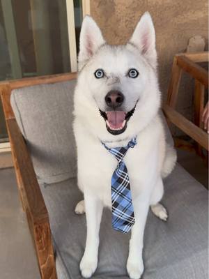 Ghost says good morning 🐾👋🏽 #pomsky #pomskylove #dogmomsoftiktok #dogsmile  @itsghostandarlo 