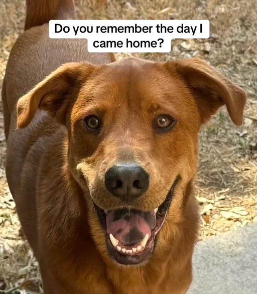 Charlie can be a crazy dog sometimes but gosh we love him ❤️