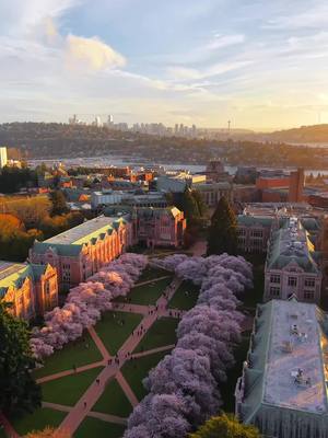 currently in seattle > 😭🌸💘 #cherryblossoms #seattle 