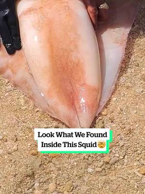 Look What We Found Inside This Squid