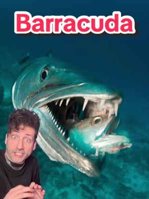 Scariest fish EVER 👀 #barracuda 