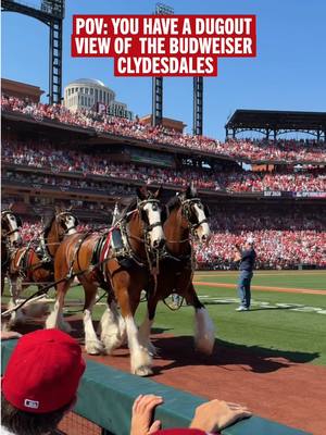 best seat in the house 🤩 #OpeningDay #MLB #cardinals #clydesdale 