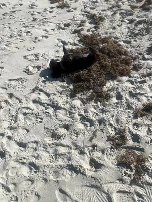 Izzy out here rolling in seaweed like it’s a luxury spa treatment—‘Yes, I’ll take the ocean wrap with a hint of dead fish, please.’ 😂🌊 #dogsoftiktok #dogsoftiktokviral #fyp #beachvibes #spa 