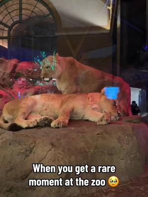 Cuddle time 🥹 (🎥:@Glo Abarca-Rangel) 