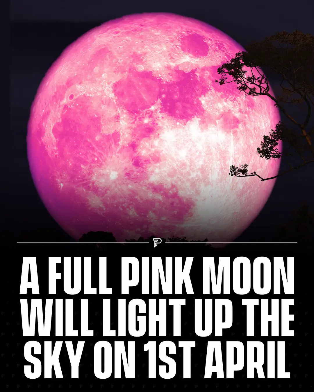 April's Full Pink Moon peaks on April 1, 2026, at 10:12 p.m. EDT , and no, this is not an April Fools' joke. Despite the name, the moon won't actually look pink. It gets its name from the early spring bloom of creeping phlox, a wildflower native to eastern North America. This Pink Moon is also the Paschal Full Moon, the first full moon after the March equinox. By traditional rule, Western Christian churches celebrate Easter on the Sunday following it, placing Easter 2026 on April 5. When near the horizon, the moon may glow in warm hues of orange or gold rather than its usual white. #Pubity #Viral #Science 