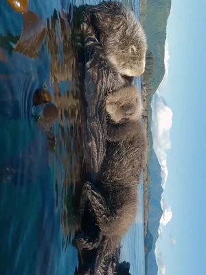 @Maxwel Hohn spotted this otter-ly adorable moment with this mama otter and her pup along The Infinite Coast 🦦 #exploreBC #otter #wildlife #TheInfiniteCoast #britishcolumbia This footage was filmed ethically, and to regulation by the cinematographer.  When you are spending time outdoors in BC, you may encounter wildlife. Make sure you are informed, prepared, and aware at all times. Familiarize yourself with principles and Wild Safe BC is a great resource for making any wildlife experiences you may have in BC positive and conflict free.
