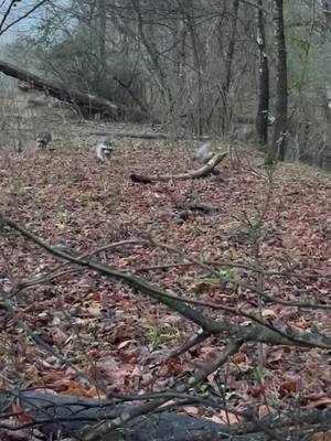 An evening in the turkey woods can come with a surprise or four. 🎥: Grayson_love2 #meateater #fueledbynature #fyp #hunttok #turkeyhunting