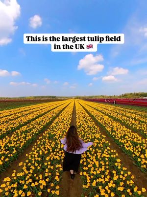 This is the largest tulip field in the UK 🇬🇧 💐  Dates: 16th April – 27th April 2026 (Closed on 21st and 22nd) Address: King’s Lynn, Norfolk (The field is located just off of the A148 near the Sandringham Estate. The junction leading to the field will be clearly signposted off the A148) How to Get There: 🚗 By Car: Approx. 2.5 - 3 hours drive from London. Parking is available on site. (Recommended for ease and flexibility!) 🚂 By Public Transport: Take a train from London King’s Cross to King’s Lynn (approx. 1 hr 50 mins), then a short taxi ride (~10 mins) to the field. 🎟️ Tickets: Tickets going on sale on 7th April at 10 am Online booking is mandatory  All proceeds go towards The Norfolk Hospice Tapping House.  #norfolktulipfields #tulipseason #tulipfestival #uktravel  #londondaytrip  Tulip fields in england, Norfolk tulips fields, slice of holland in the uk, uk flower fields Is Norfolk tulip fields on your list?