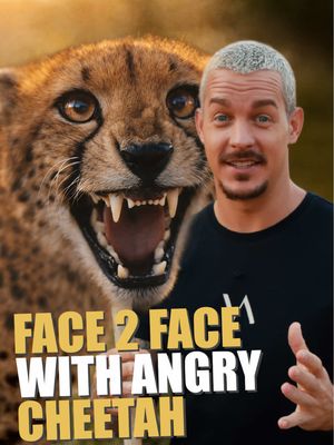 What would YOU do if you were face-to-face with an angry cheetah?🤔  Check out the full video @vantara about this amazing Cheetah project!🙌🏼