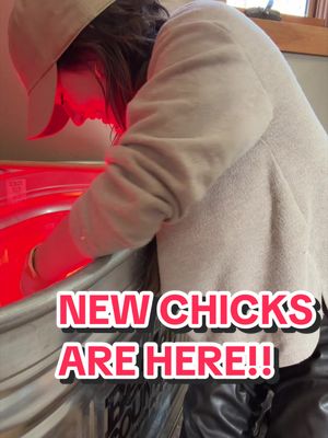 Help me get ready and pick up my NEW CHICKS ✨☺️10 to be exact!!  Name suggestions please!!!! 🐥 So cute!!  #sweeettails #dayinmylife #chickens #farm #farmtok