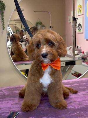 Sleepy pup 🥹 . #dogs #doggrooming 
