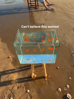 Flying fish 🐠 w @Insta360 #insta360AcePro2  Note on animal welfare: These goldfish were purchased for the shoot, kept in a temperature-controlled environment, and returned to the store in perfect health the same day. 🙏