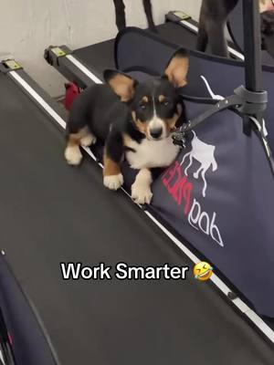 Me going to the gym 😅 #dog #treadmill #fail #corgi #Running (via cohesivecanine/IG)