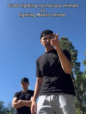 Crabs fighting normal sea animals vs fighting mantis shrimp. #fyp #humor #joke 