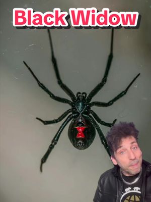 The most venomous spider in North America #blackwidow 